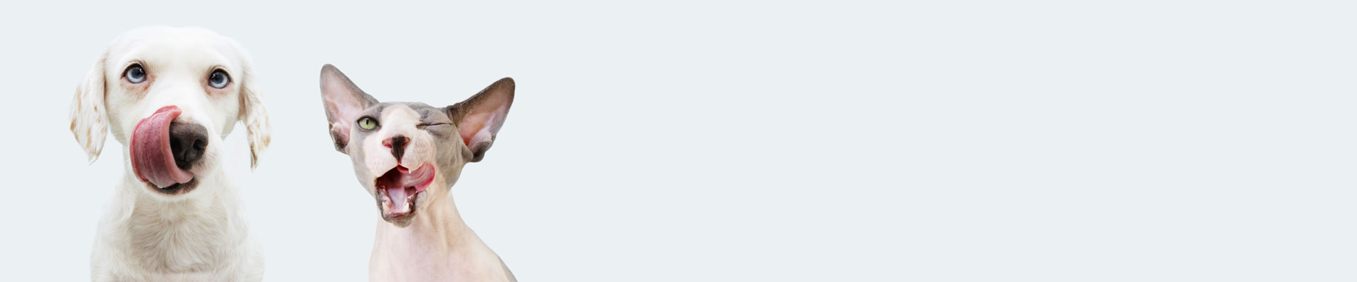 愛するペットにもっと「おいしい」と「健康」を！まだウェットフードを試したことのないあなたへ