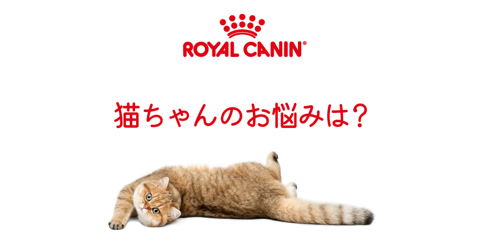 猫ちゃんのお悩みは？